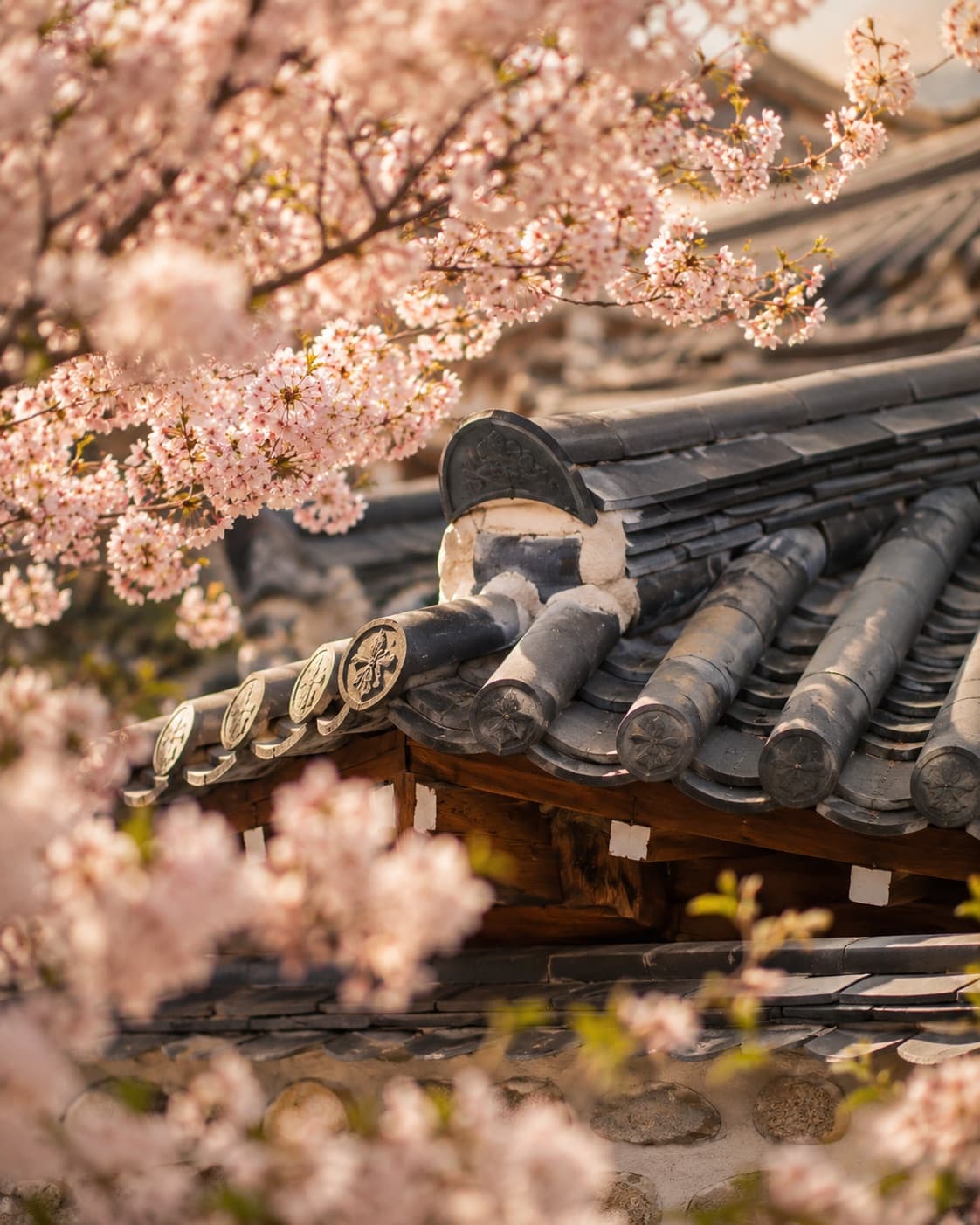 Korean traditional hanok rooftop tiles framed by cherry blossoms