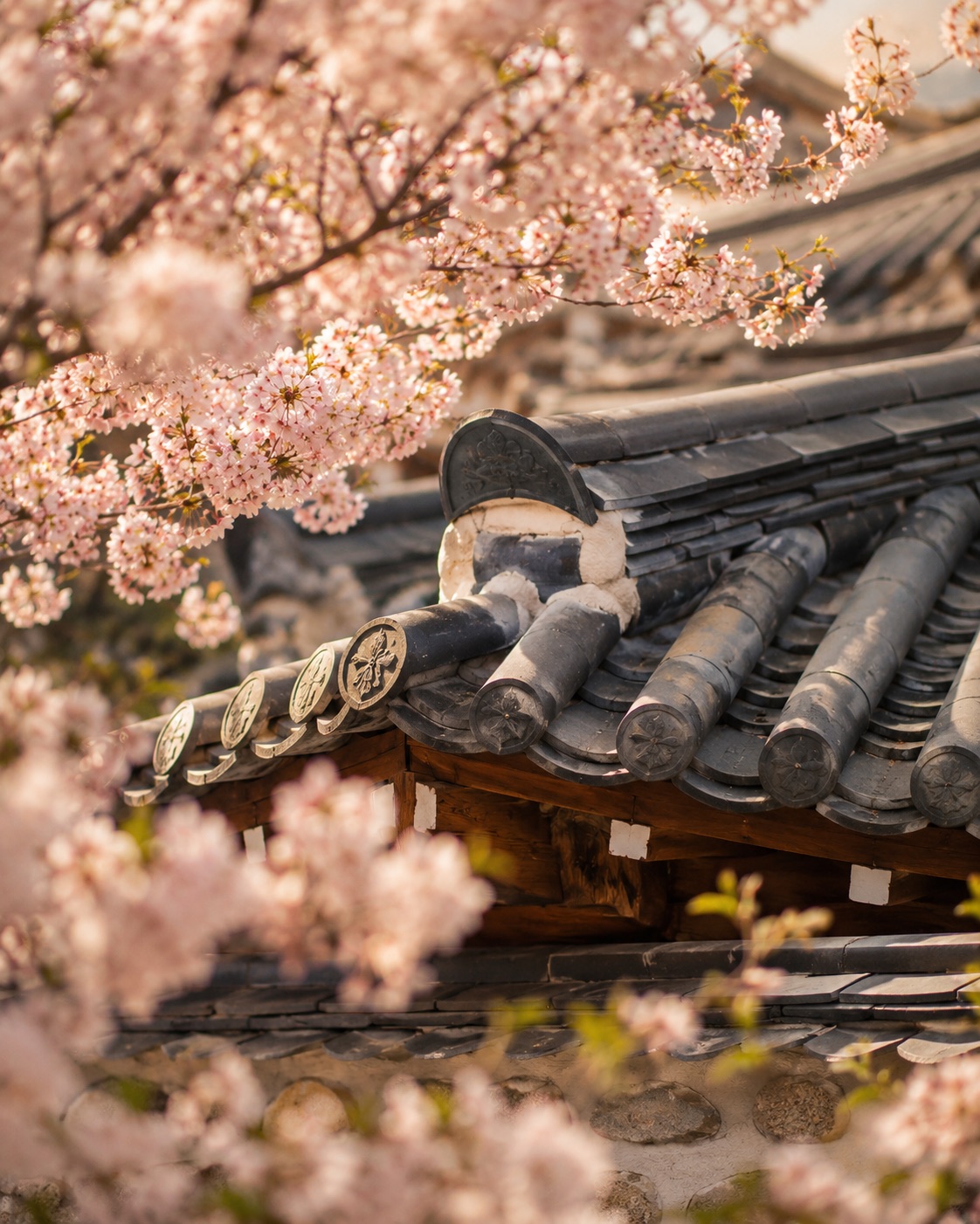 Korean traditional hanok rooftop tiles framed by cherry blossoms